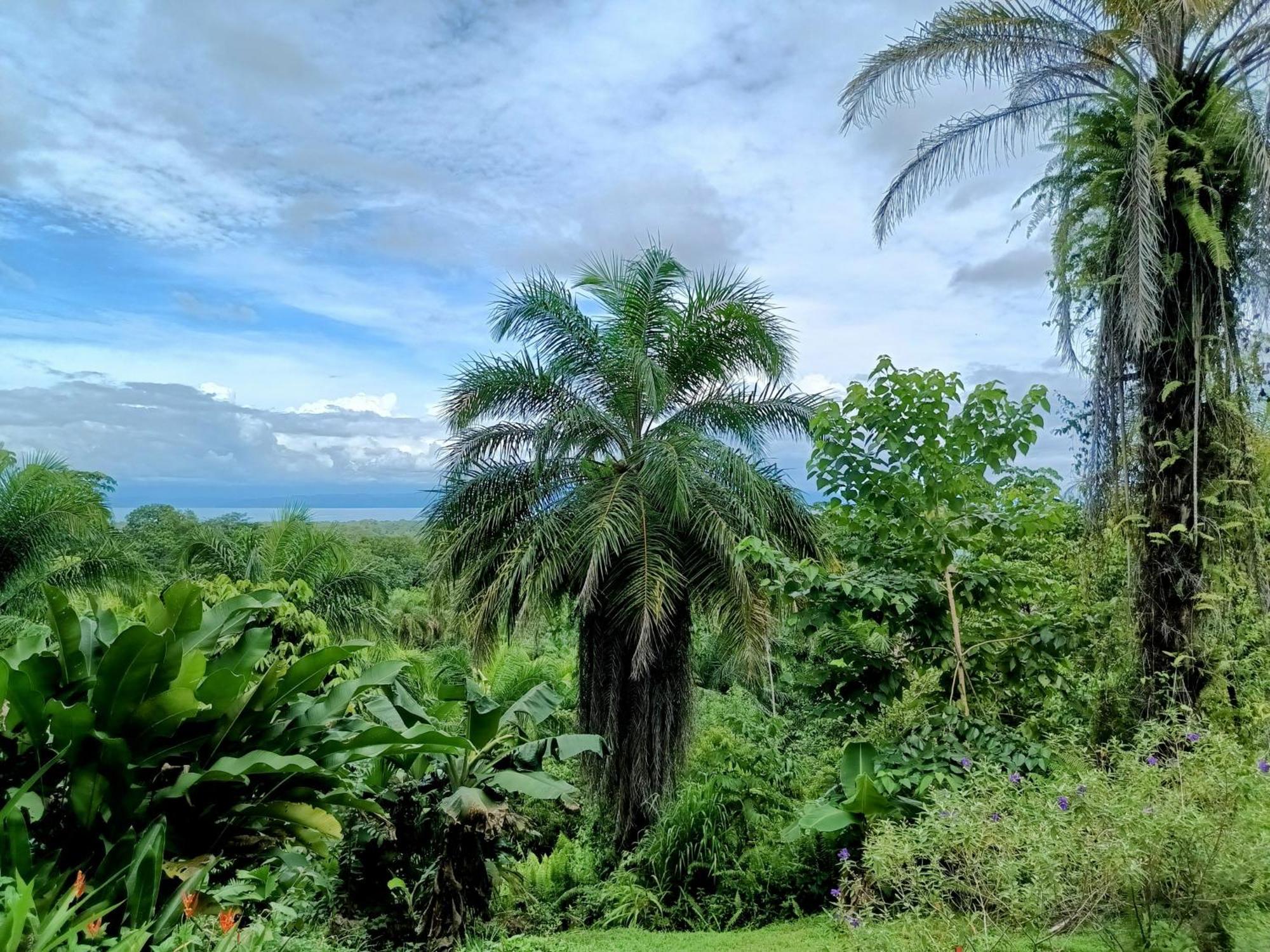 Osa Private Renting House-Villas-Tented-Best Views-Nature-Comfort Puerto Jiménez Extérieur photo
